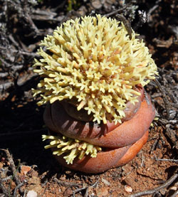 Crassula columnaris - one of our quirky klein karoo plants