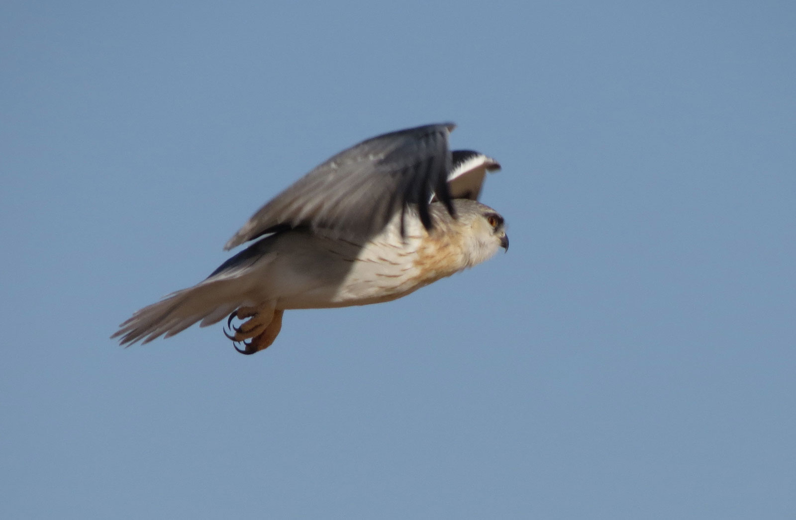 Hovering juvenile Blackshouldered Kite