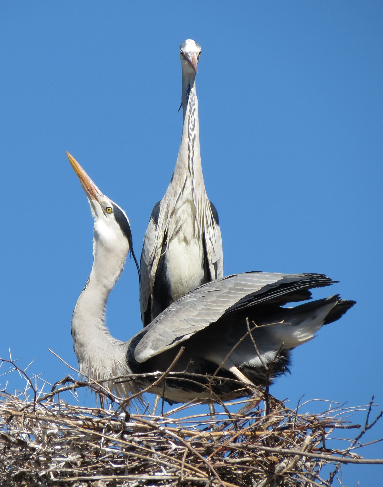 Pair of Grey Herons courtship dance
