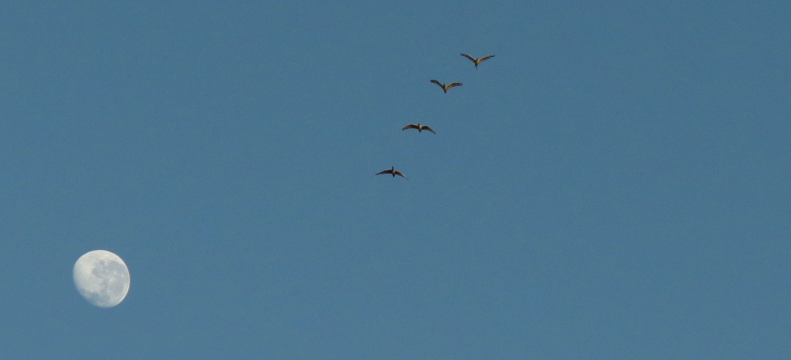 Sacred Ibises at moonrise