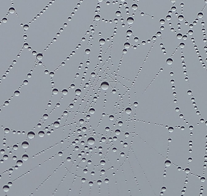 Dew-spangled spiderweb