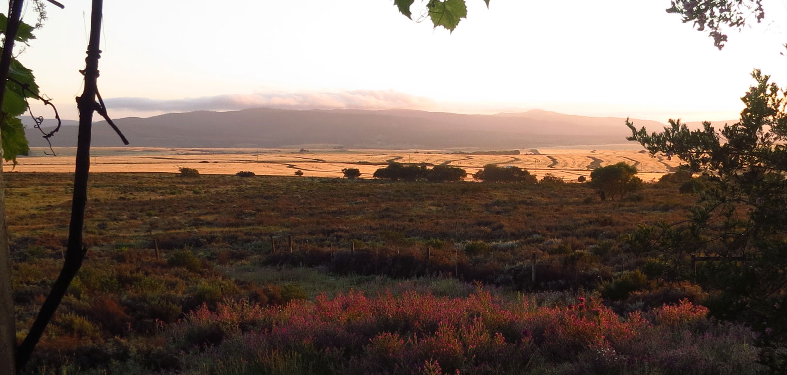 Elim fynbos & wheatfields