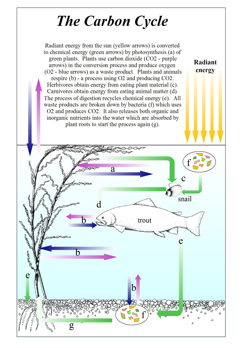 Carbon cycle